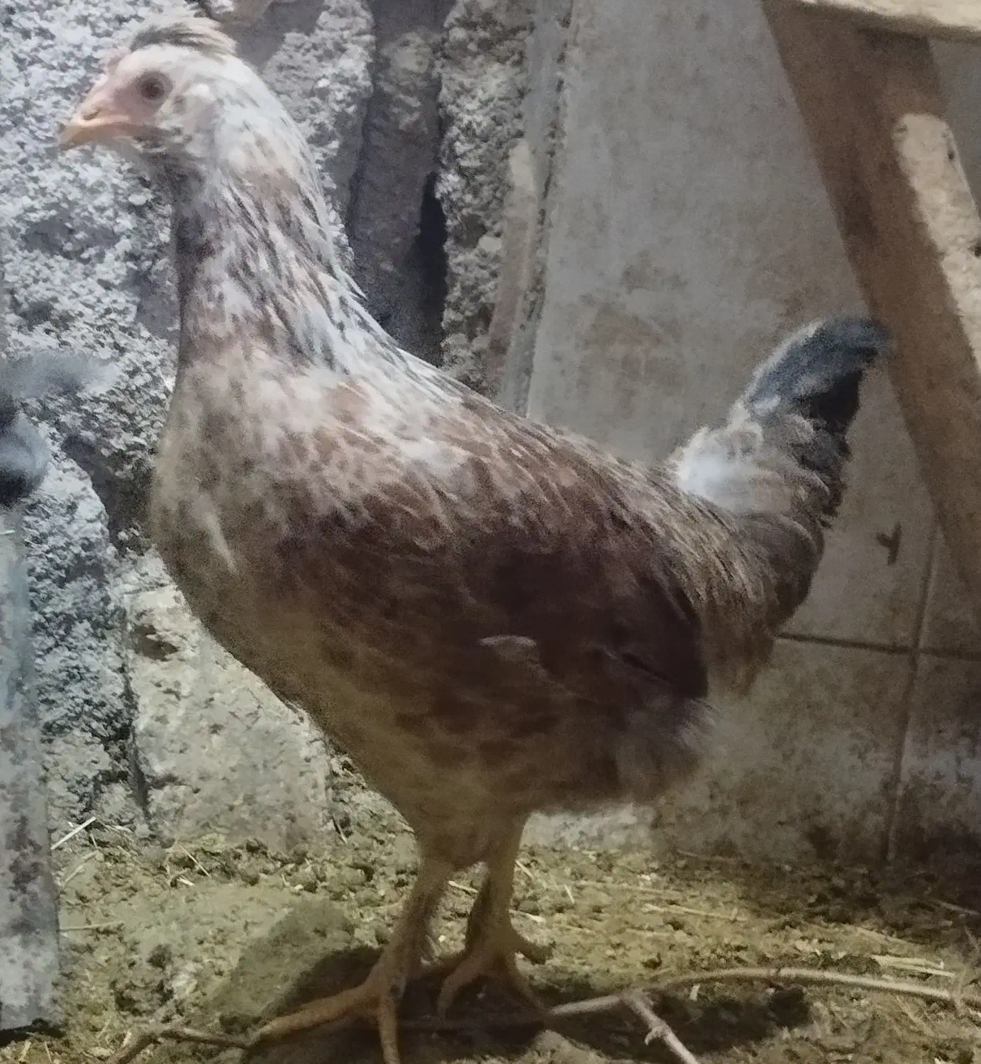 مرغ|حیوانات مزرعه|گیلان غرب, |دیوار