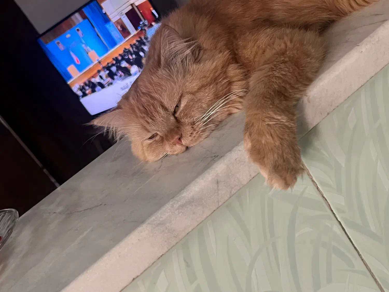 واگذاری گربه پرشین|گربه|چمران, |دیوار