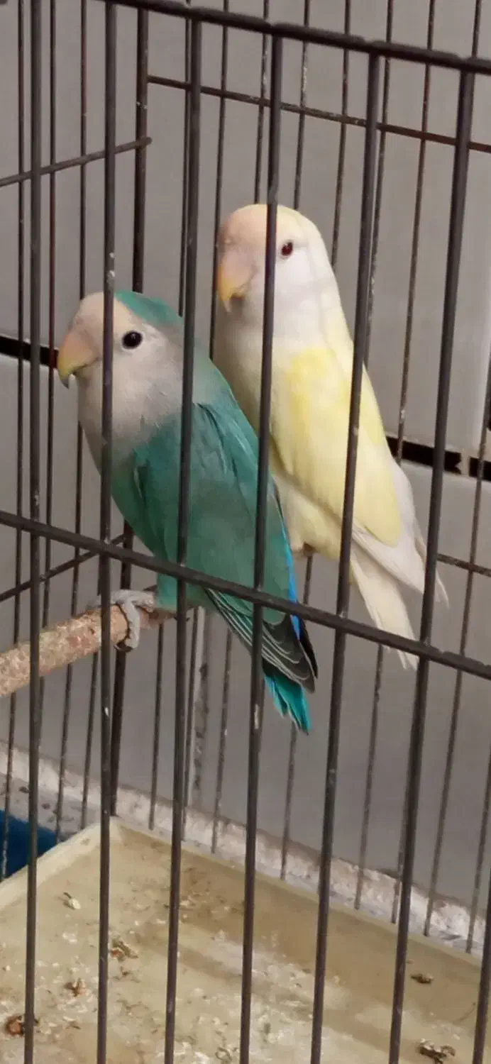 کوتوله برزیلی|پرنده|لنجان, |دیوار