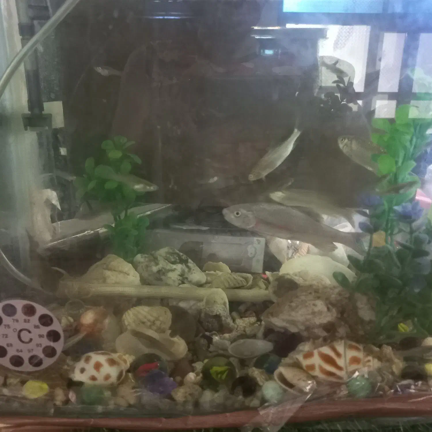 اکواریوم با پمپ و تسویه|ماهی|سراوان, |دیوار