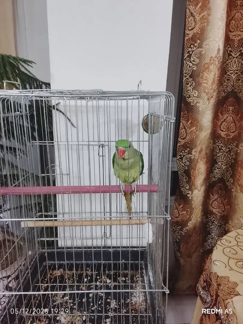 شاه طوطی نر|پرنده|خوی, |دیوار