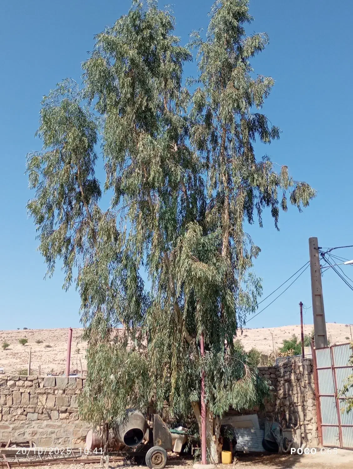 چند عدد اکالاتوس|گل و گیاه طبیعی|اندیکا, |دیوار