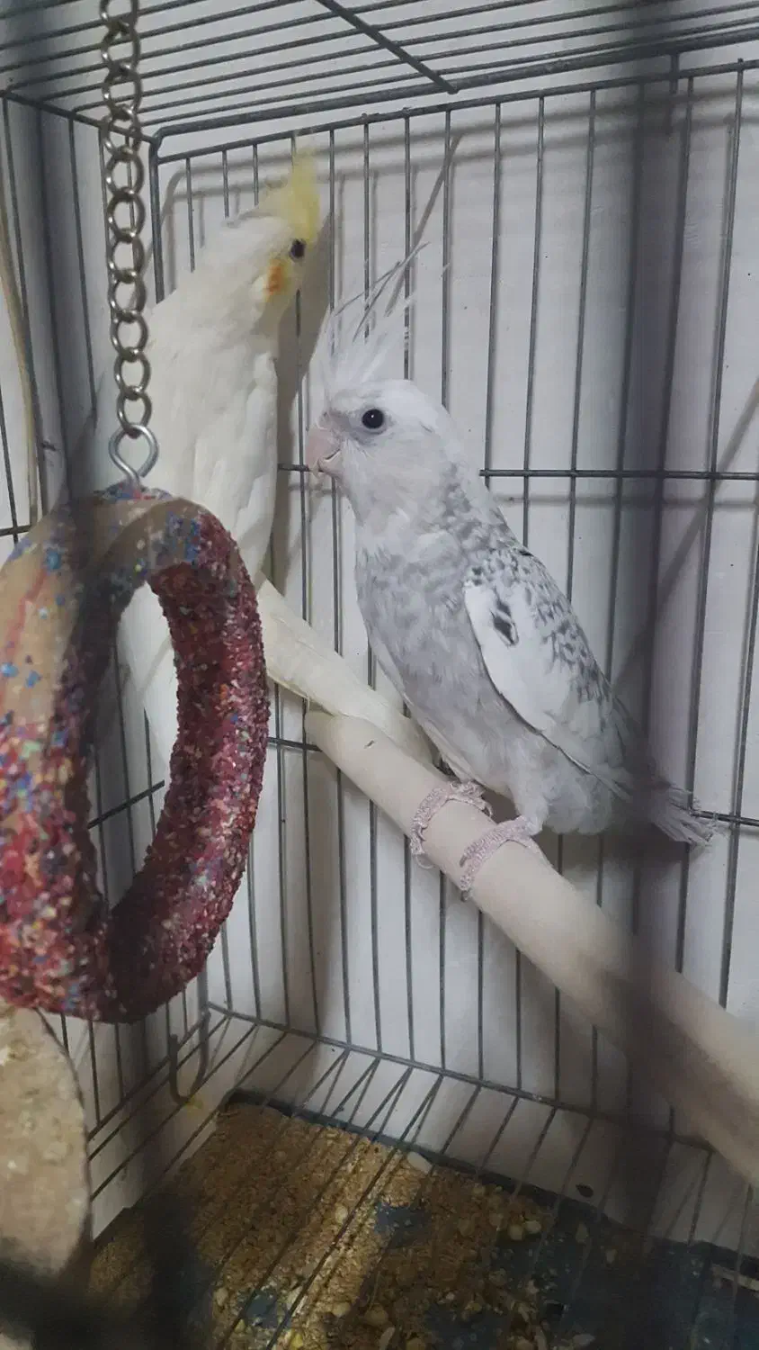 عروس هلندی مولد|پرنده|ارسنجان, |دیوار