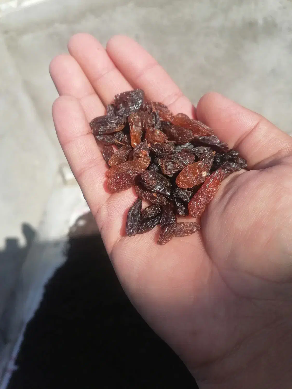 کشمش گله|خوردنی و آشامیدنی|نیشابور, خط کاشمر|دیوار