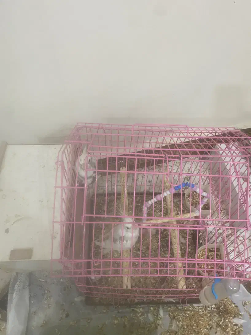 عروس مولد و جوان|پرنده|اهواز, شهرک برق|دیوار