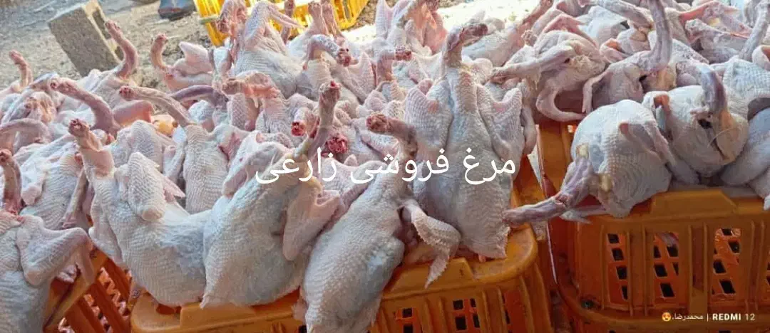 مرغ تخمگذار وزن بالا برای کشت|حیوانات مزرعه|شیراز, شهرک سعدی|دیوار