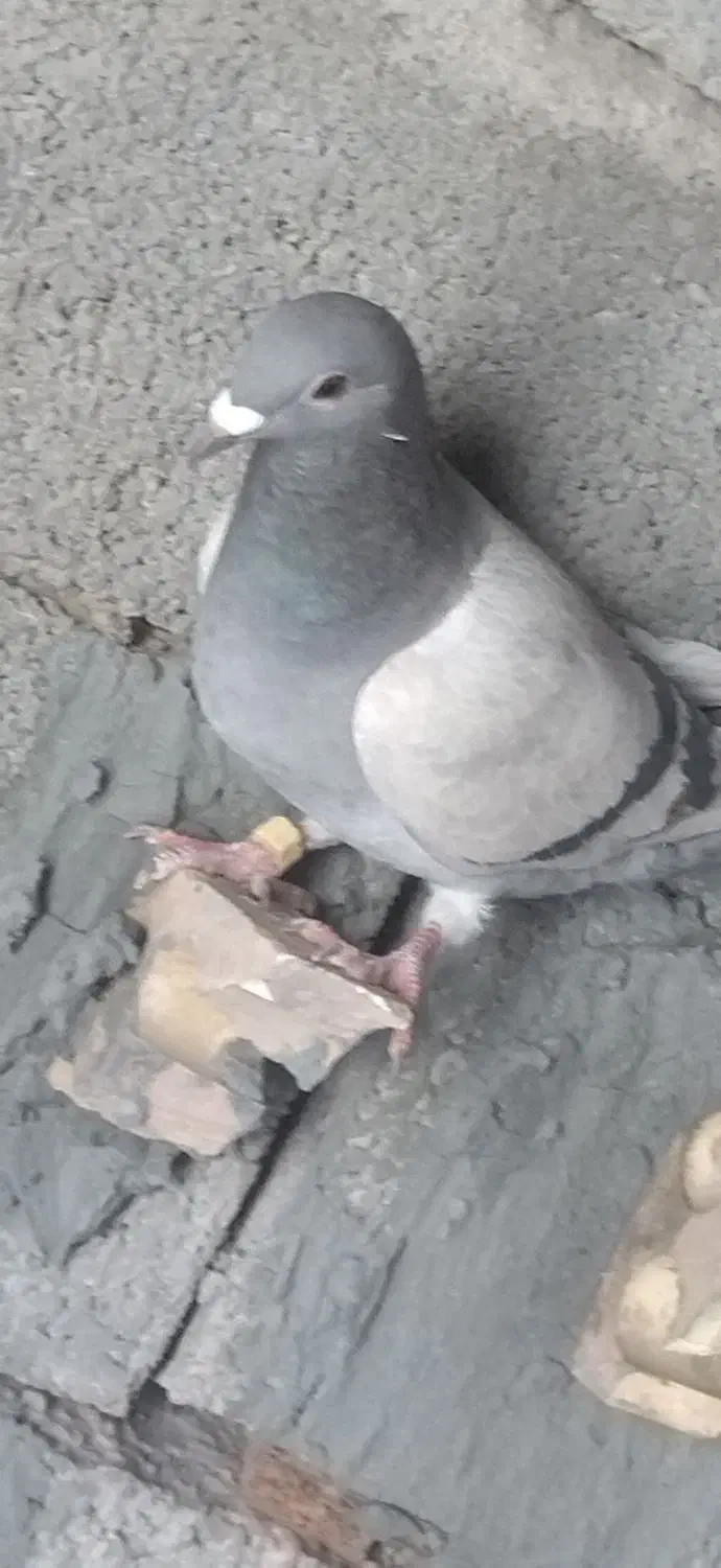 کبوتر پلاکی|پرنده|کشکوئیه, |دیوار