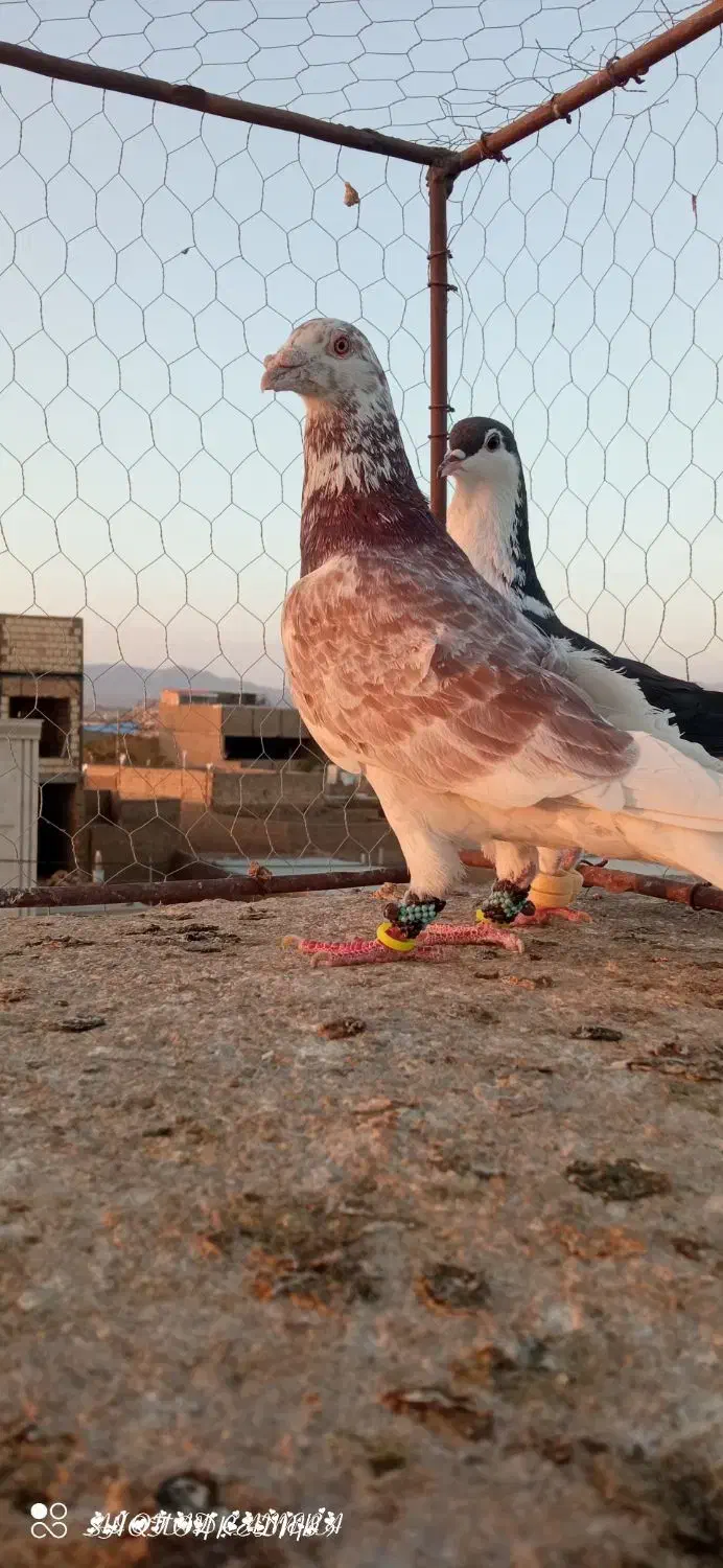 گرفتنی|پرنده|سبزوار, کهنه آب|دیوار
