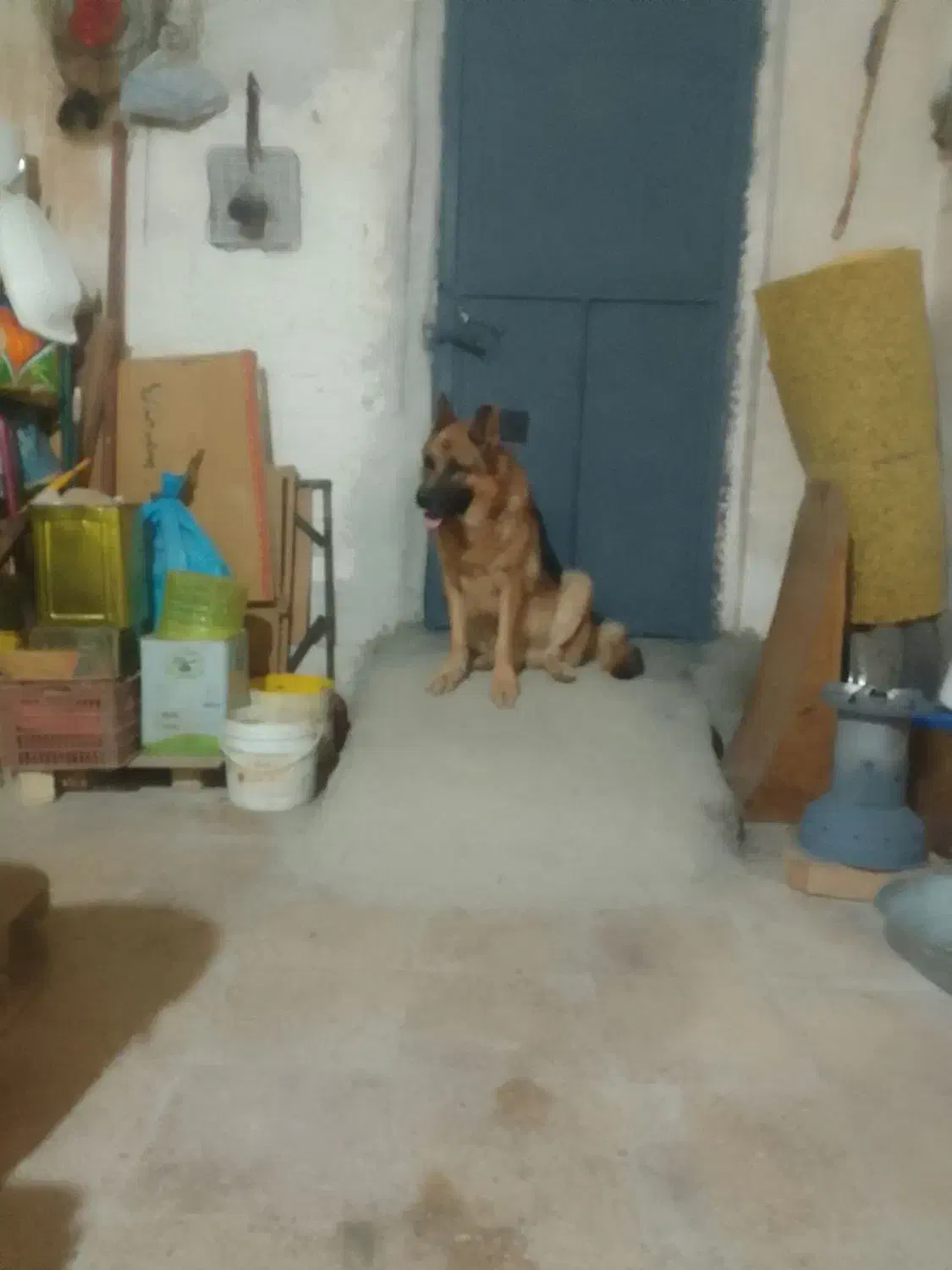 جرمن شپرت|سگ|مرودشت, ثبت احوال|دیوار