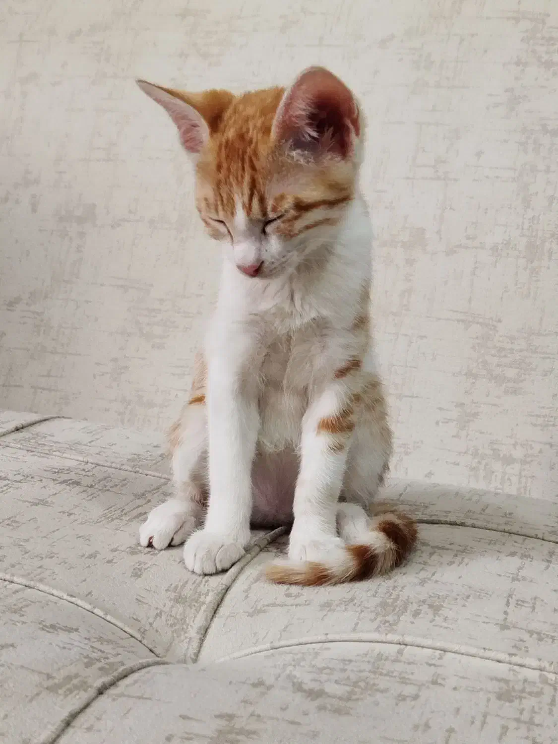 واگذاری|گربه|ساری, |دیوار