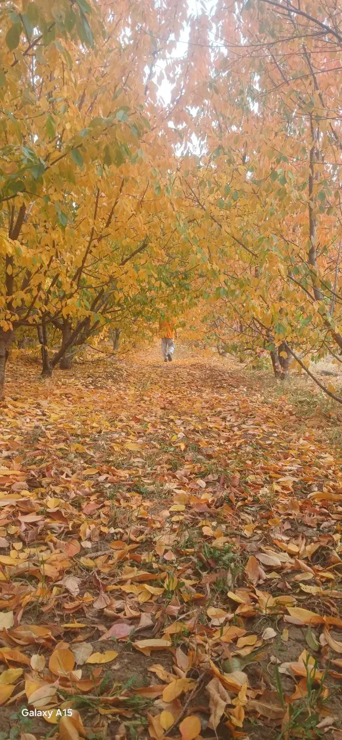 اجاره روزانه خانه باغ|اجارهٔ کوتاه‌مدت ویلا و باغ|دینور, |دیوار