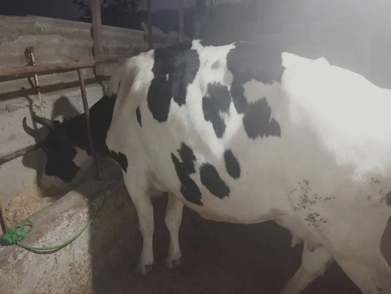 گاو گوشتی|حیوانات مزرعه|شفت, |دیوار