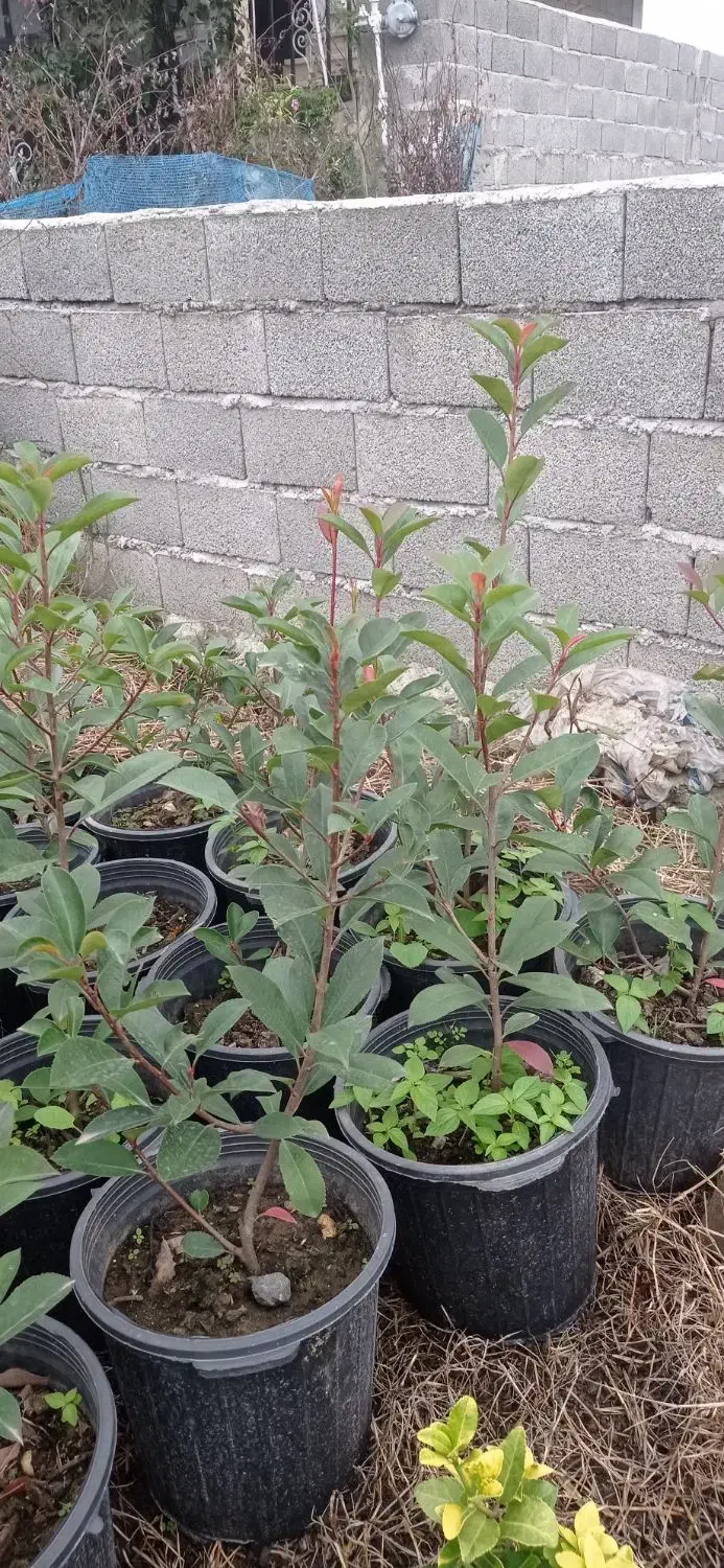 فوتونیا|گل و گیاه طبیعی|رحیمآباد, |دیوار