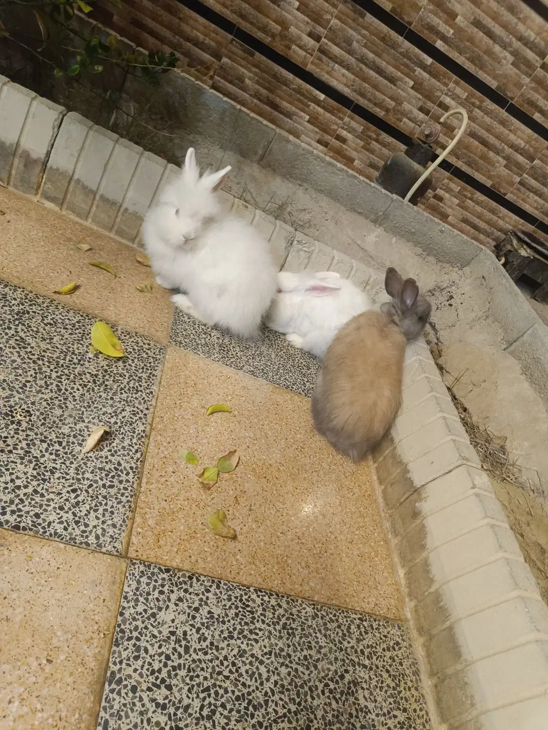 3 عدد خرگوش نر بالغ جوان|موش و خرگوش|قشم, |دیوار