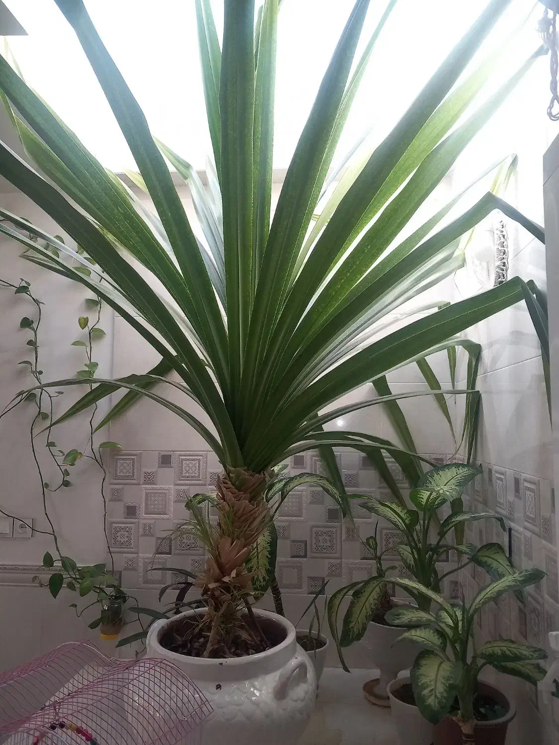 صندلی اصلاح|صندلی و نیمکت|شاهرود, |دیوار