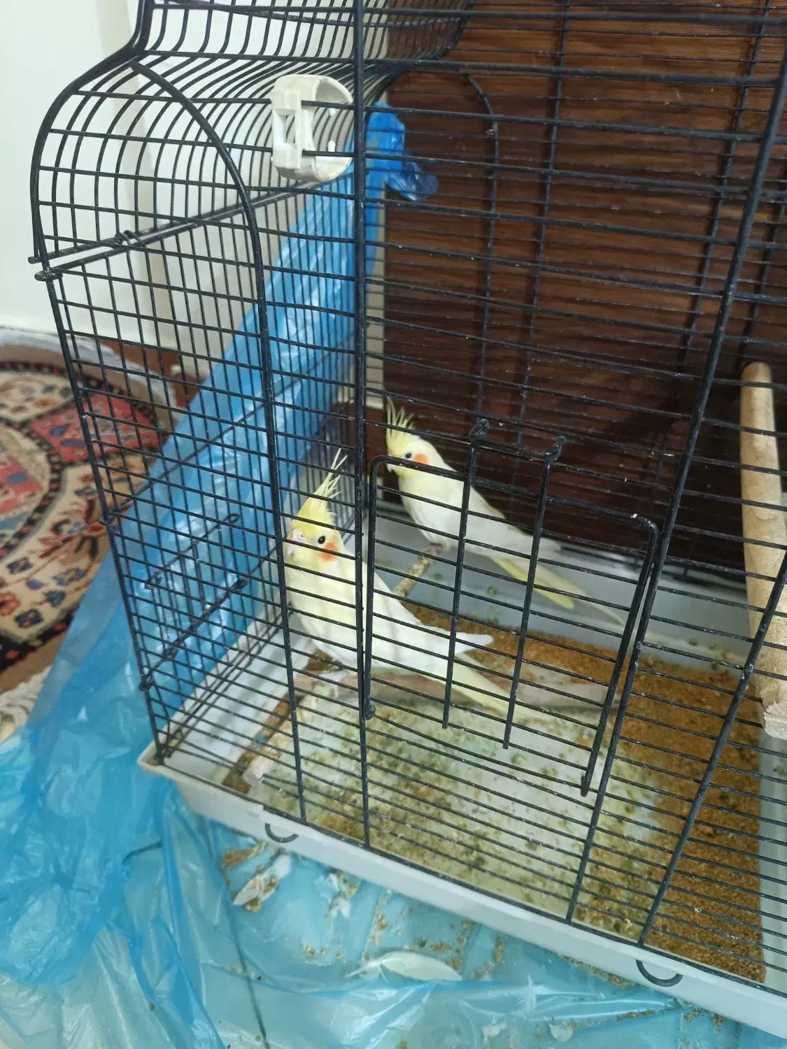 یه جفت نر و ماده عروس هلندی خوشگل و شیطون|پرنده|ری, دیلمان|دیوار