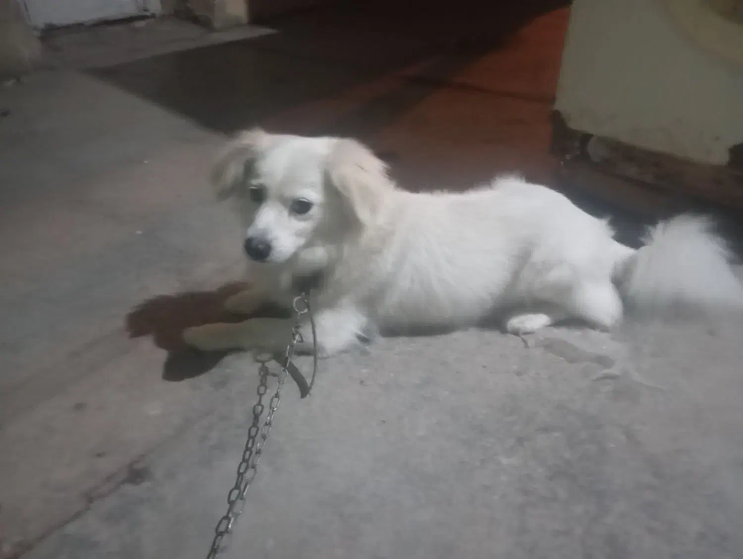 سگ پاکوتا|سگ|آزادشهر, |دیوار