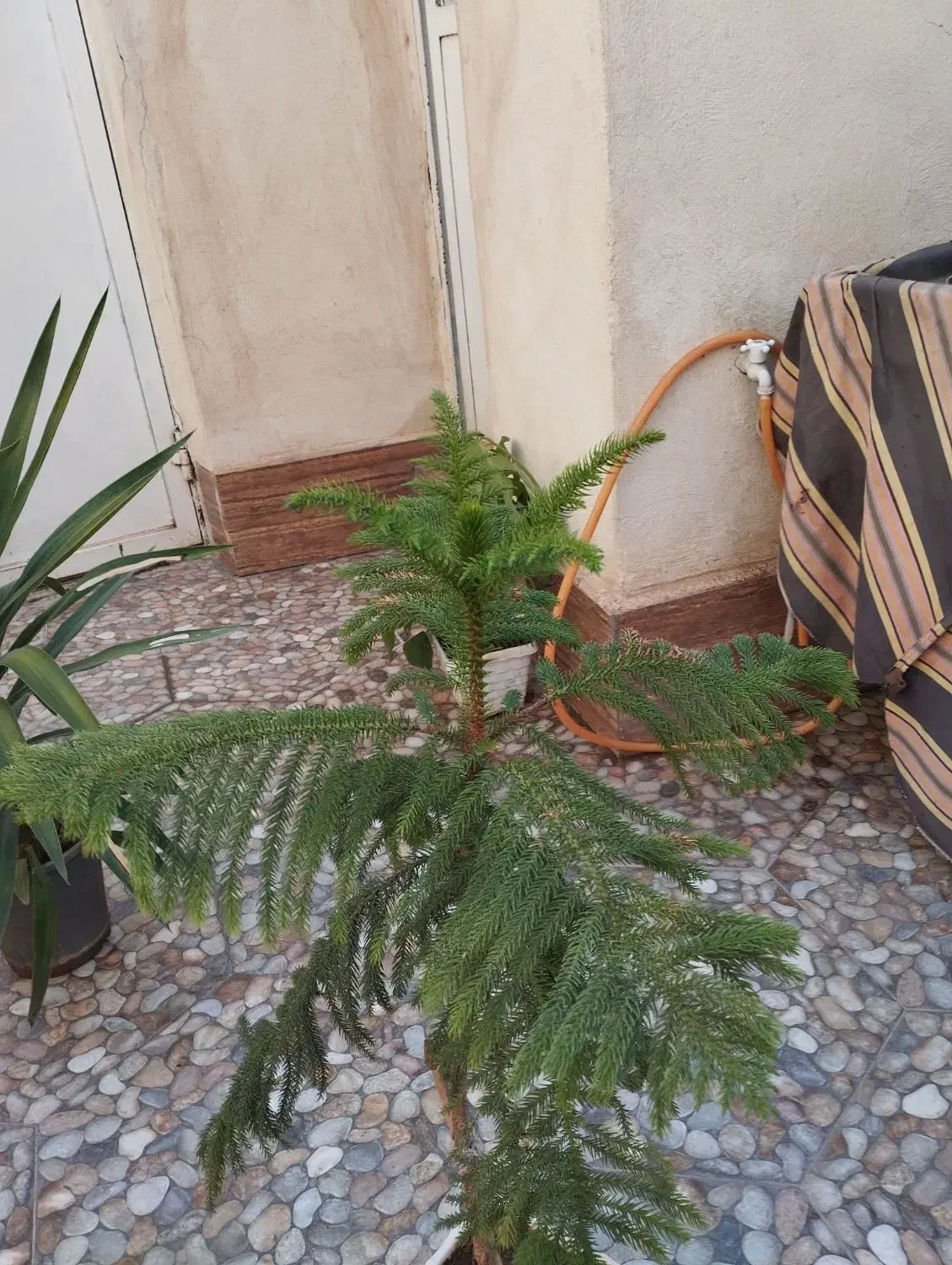 گل خانگی|گل و گیاه طبیعی|میاندوآب, |دیوار