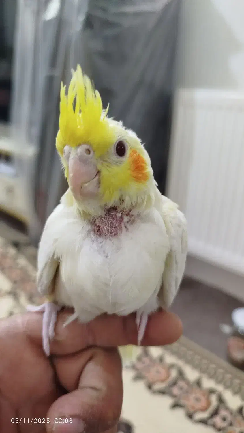 جوجه عروس هلندی|پرنده|پاکدشت, پاکدشت (مامازند)|دیوار