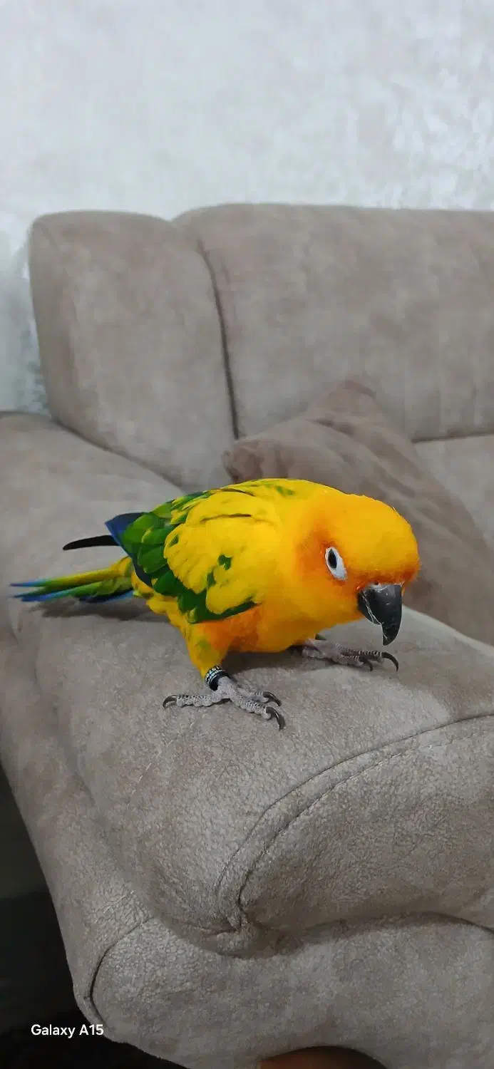 طوطی خورشیدی (سان کانور) پشت زرد|پرنده|ری, اقدسیه|دیوار