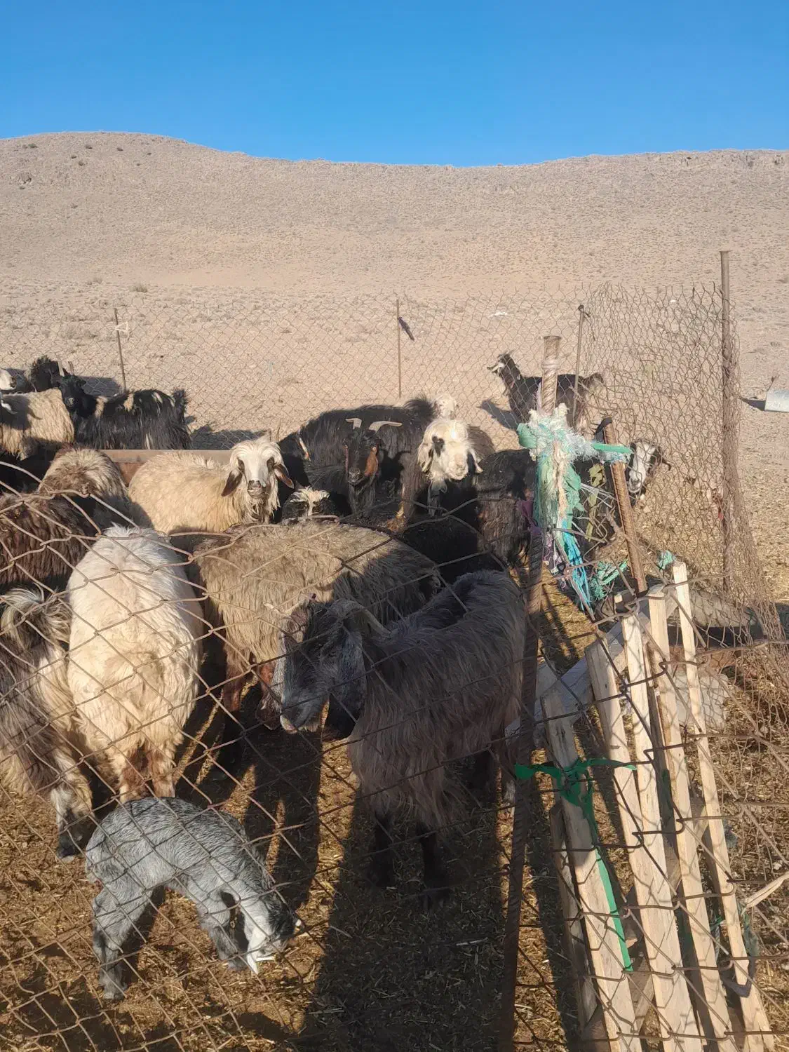 میش و بز|حیوانات مزرعه|پاسارگاد, |دیوار