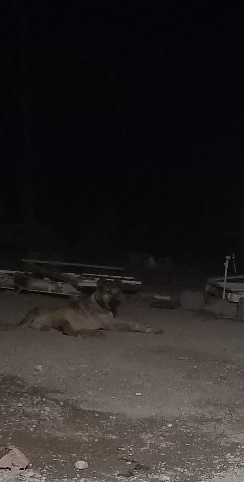 جهت نصل کشی سگ سرابی نر|سگ|جیرفت, |دیوار