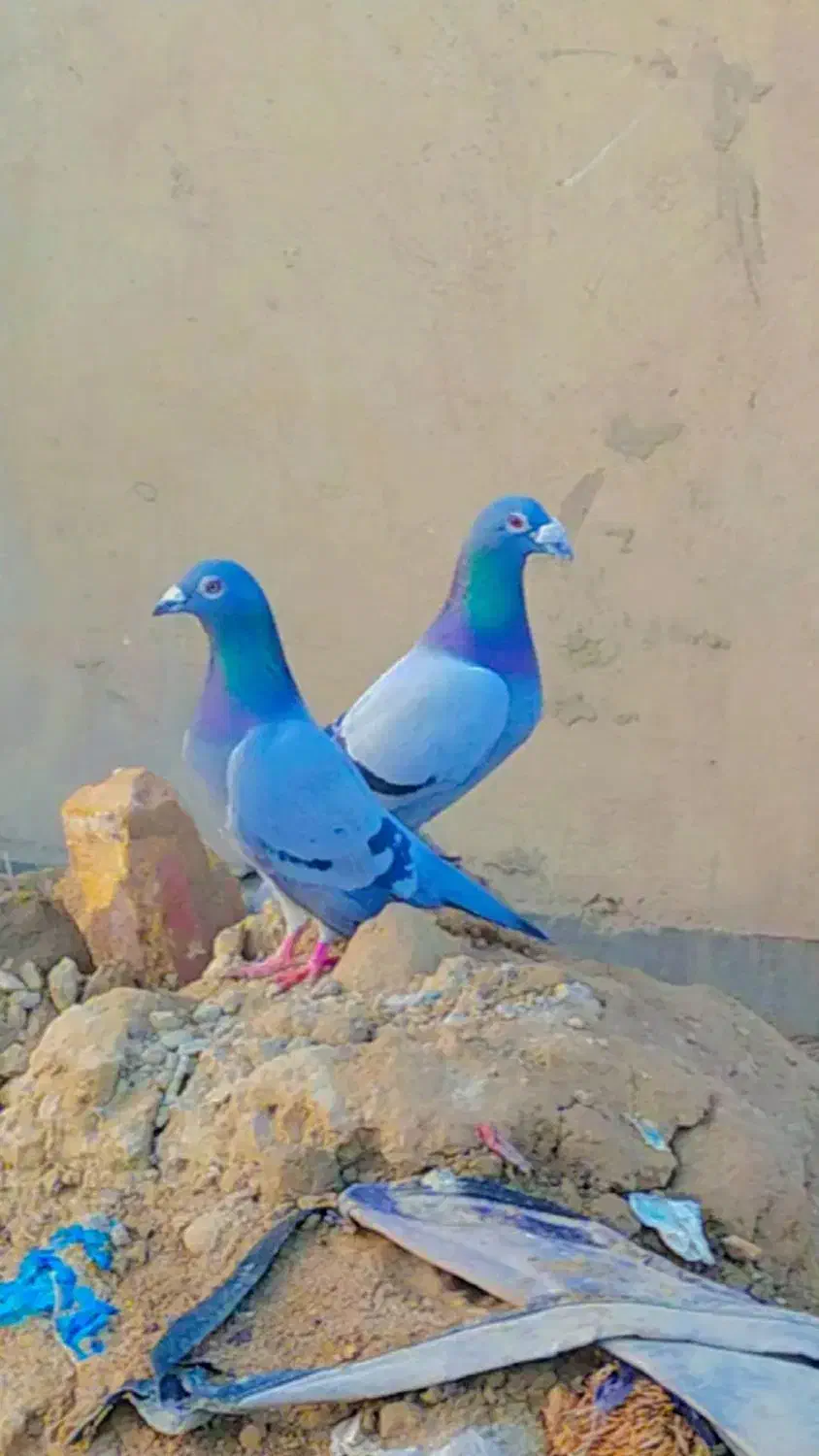 کبوتر|پرنده|نیمروز, |دیوار