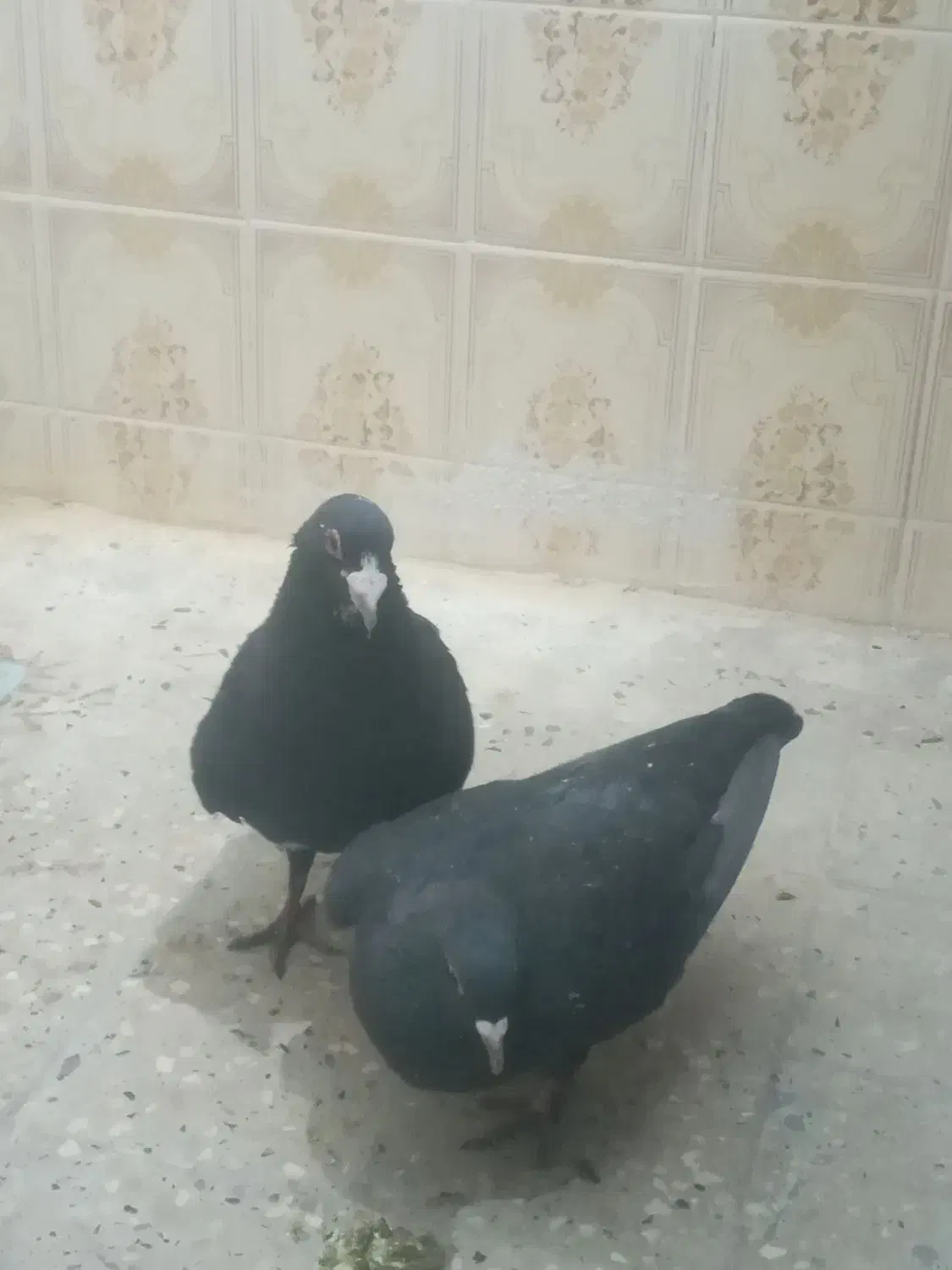 کفتر ای زاهدانی|پرنده|سراوان, |دیوار