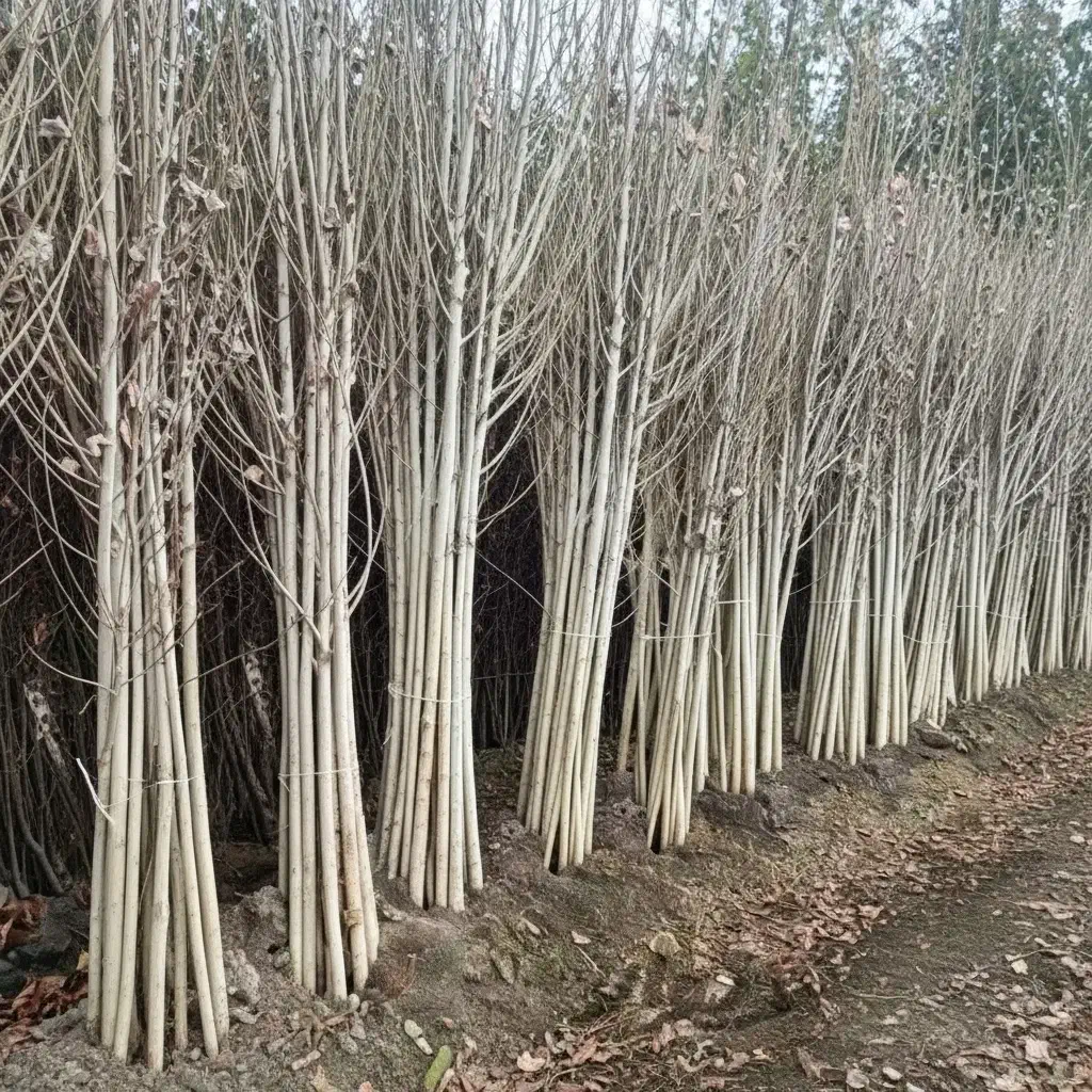 خرید مستقیم نهال سپیدار از نهالستان معتبر|گل و گیاه طبیعی|آذرشهر, |دیوار