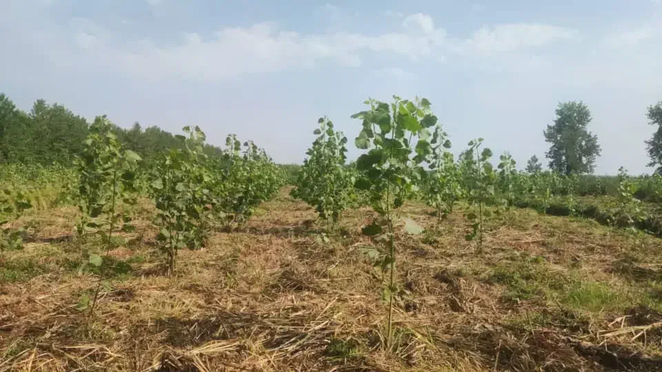 فروش زمین باغی زیرقیمت برای کاشت درخت|فروش زمین و ملک کلنگی|ضیابر, |دیوار