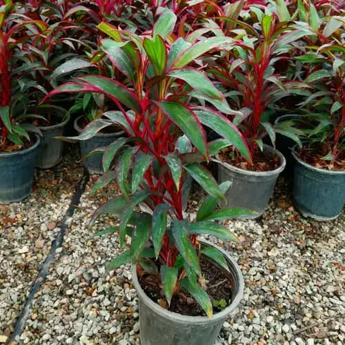 فروش ویژه گیاه وگلدان روز مادر روز زن و شب یلدا|گل و گیاه طبیعی|مشهد, شفا|دیوار