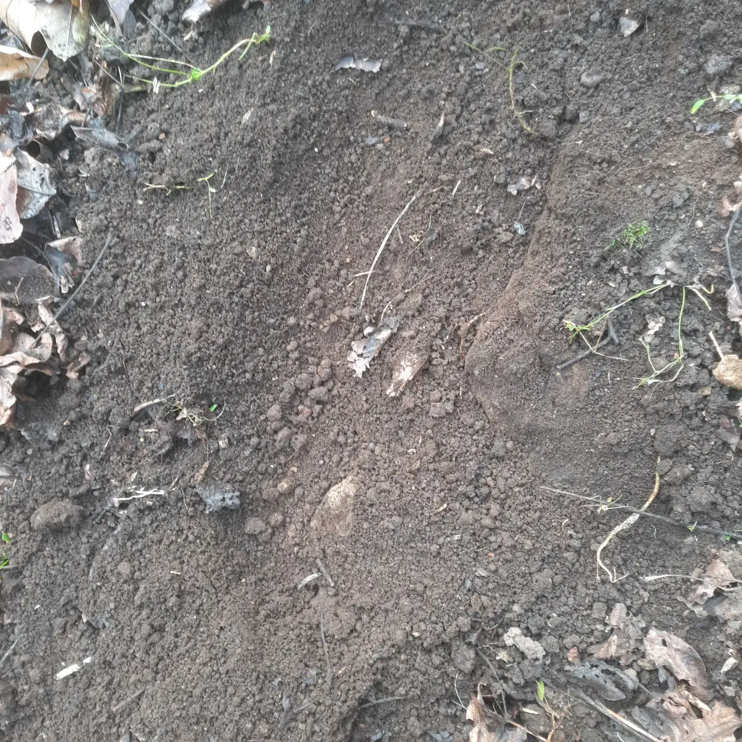 کود حیوانی|خدمات باغبانی و درختکاری|املش, |دیوار