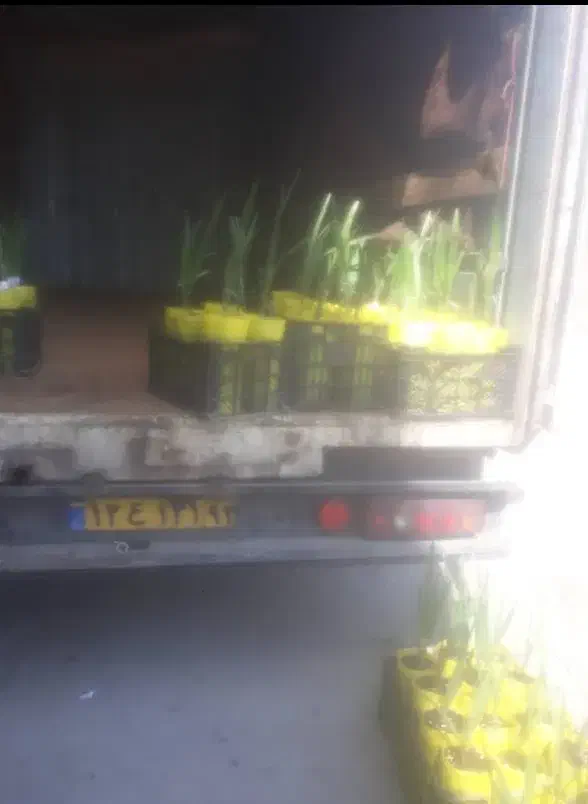 نخل مجول زعفرانی اصل|خدمات باغبانی و درختکاری|بشاگرد, |دیوار