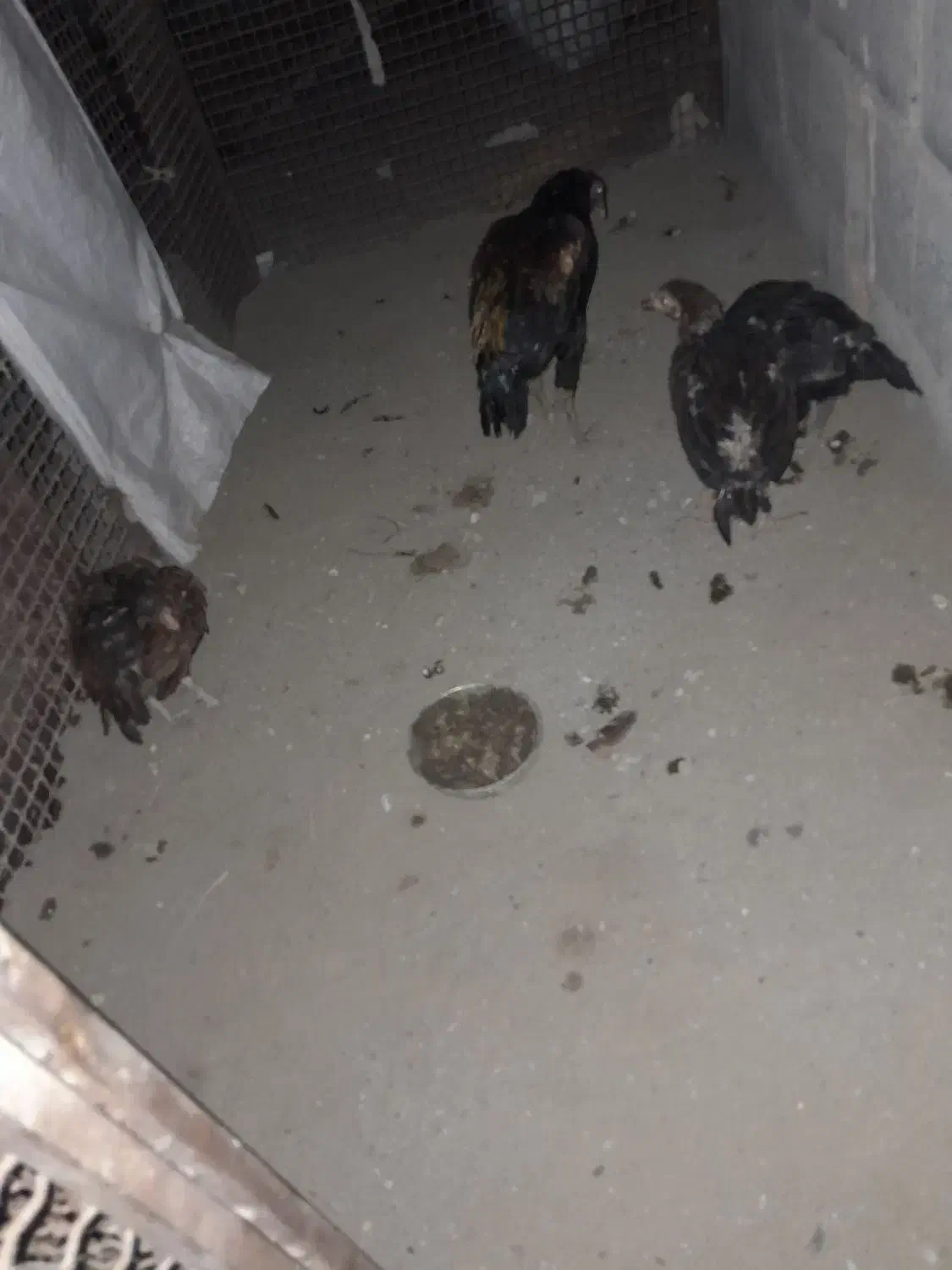 جوجه فروشی|حیوانات مزرعه|بند زرک, |دیوار