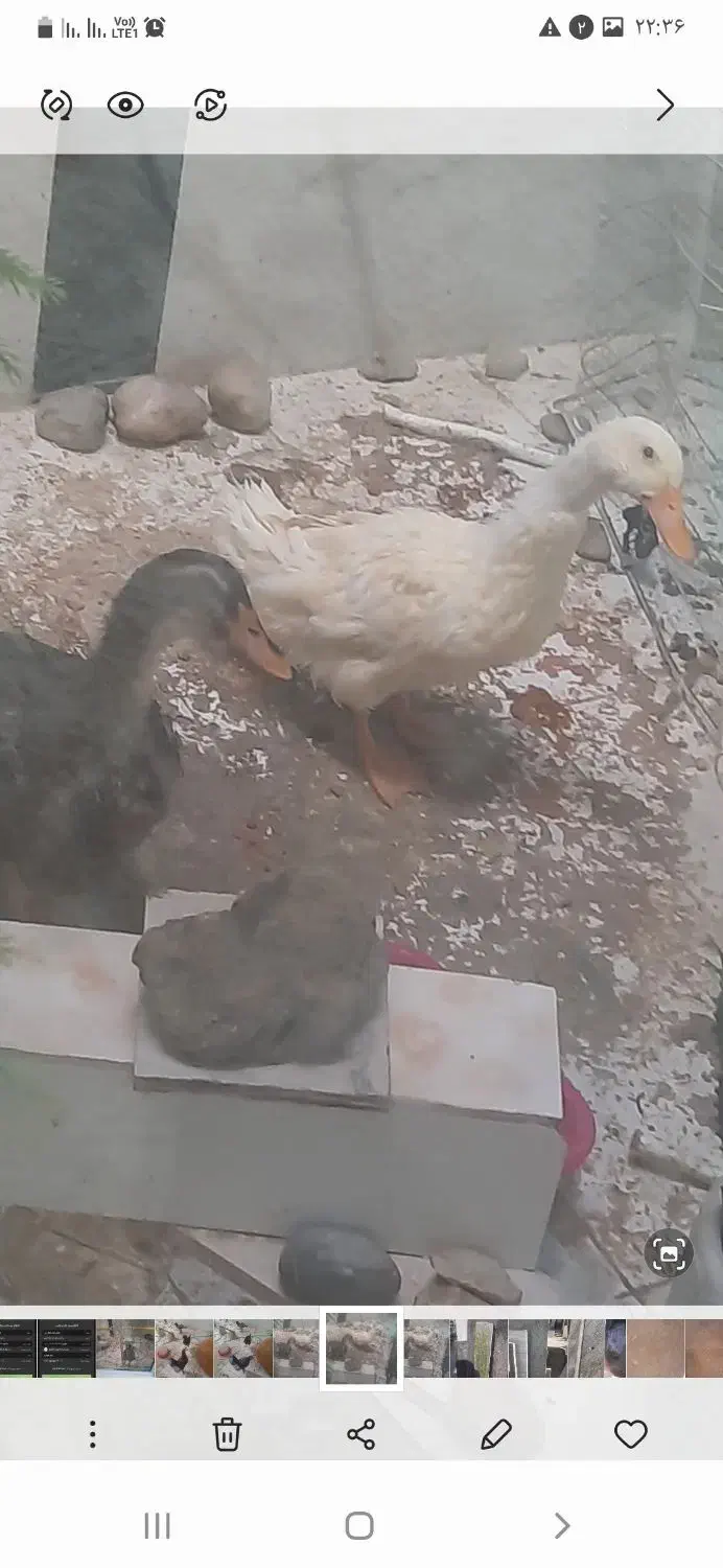 دو اردک و یک مرغ|حیوانات مزرعه|قم, شاه سید علی|دیوار