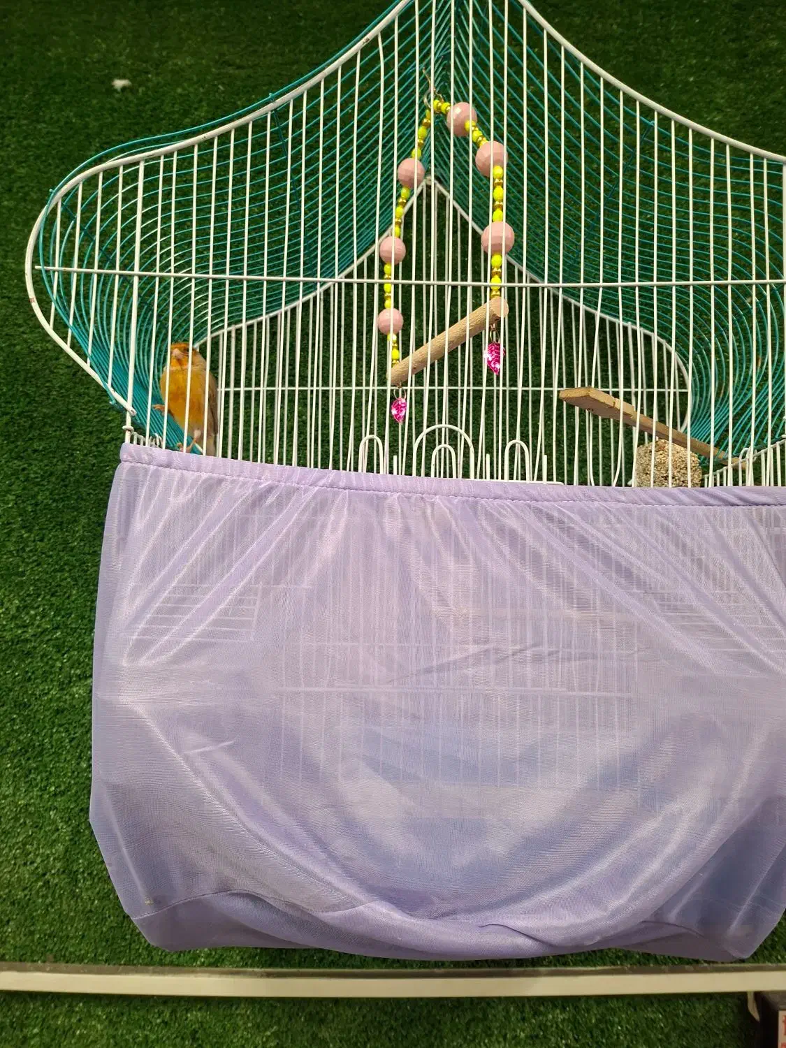 ۲عدد قناری نر وماده|پرنده|تهران, فلسطین (میدان انقلاب)|دیوار