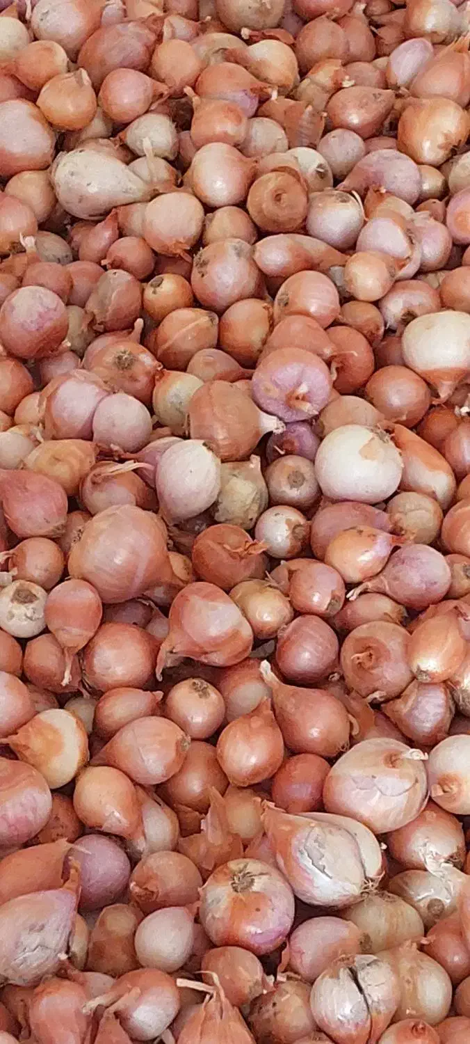 پیاز محلی|خوردنی و آشامیدنی|آبدان, |دیوار