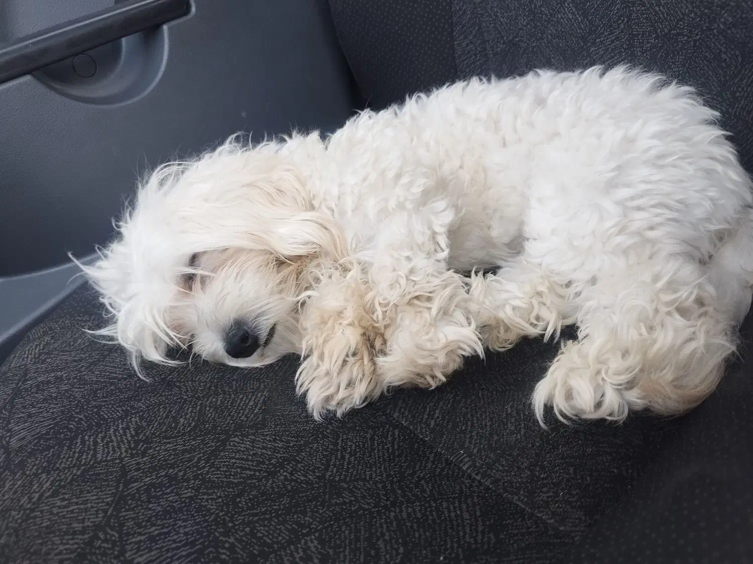 واگذاری سگ شیتزو|سگ|تهران, پرستار|دیوار