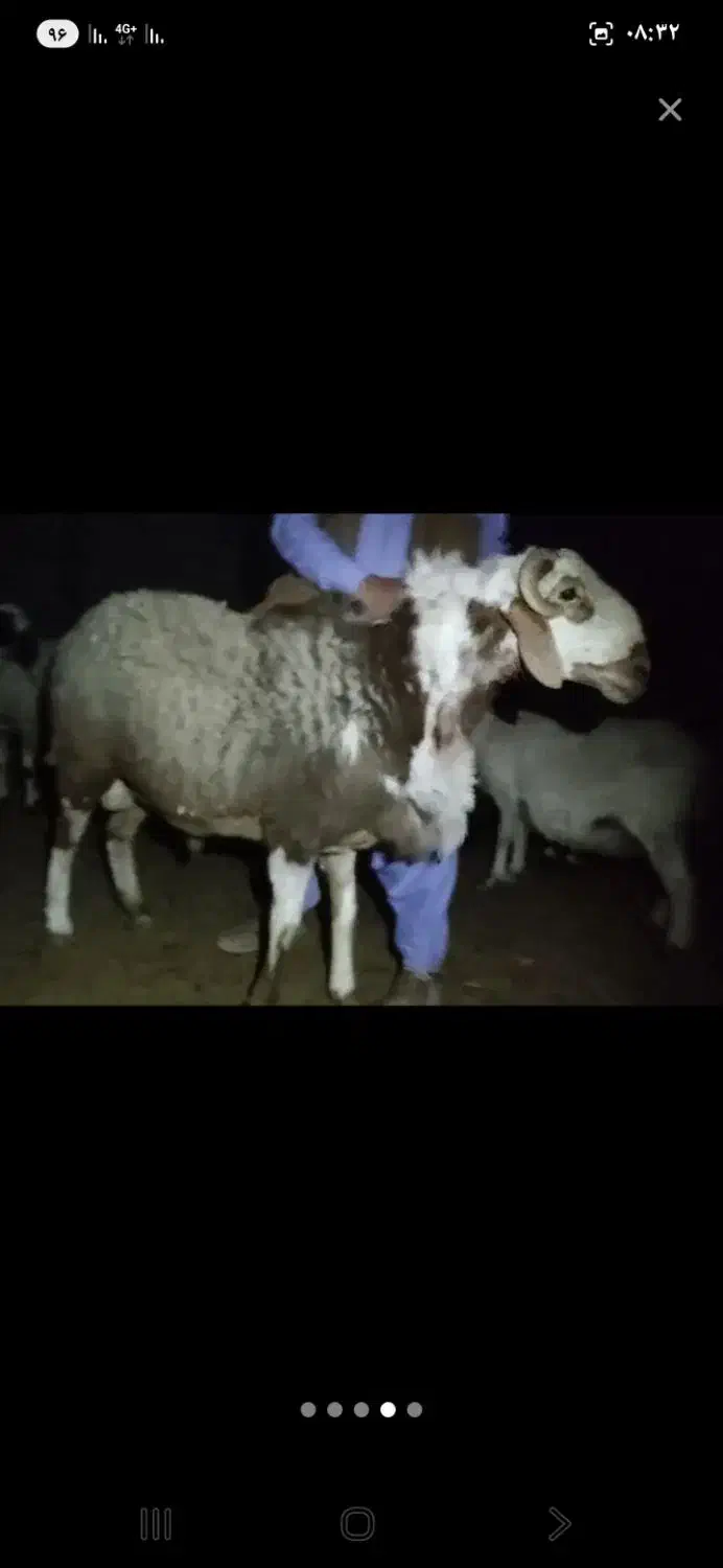 قوچ|حیوانات مزرعه|خاش, |دیوار