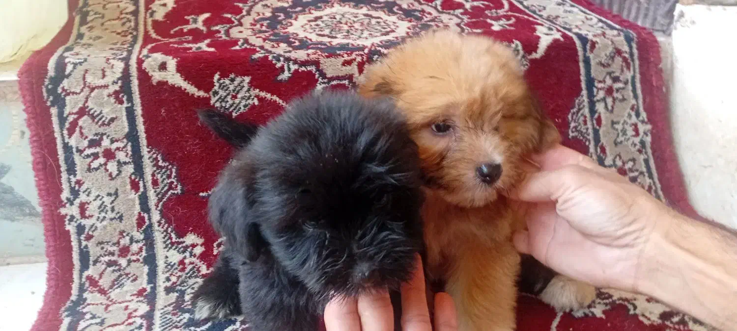 سگ ها پاکوتا پشمالوه|سگ|آستانه اشرفیه, |دیوار