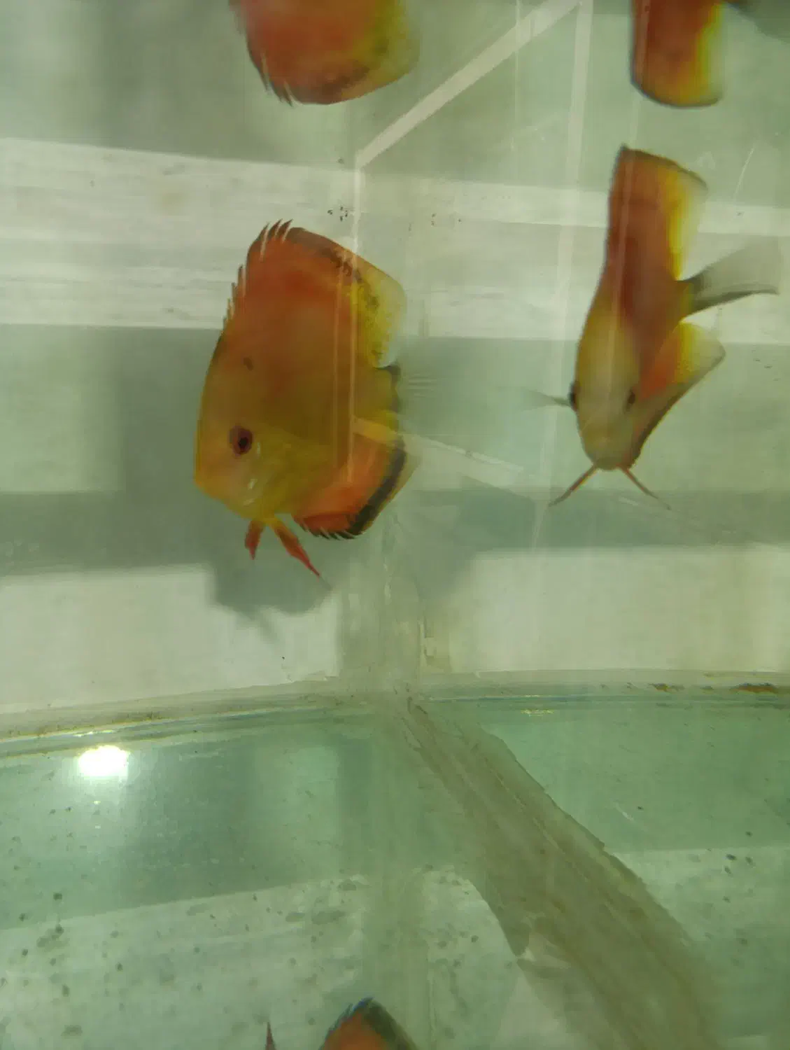 دیسکس|ماهی|تهران, دکتر هوشیار|دیوار