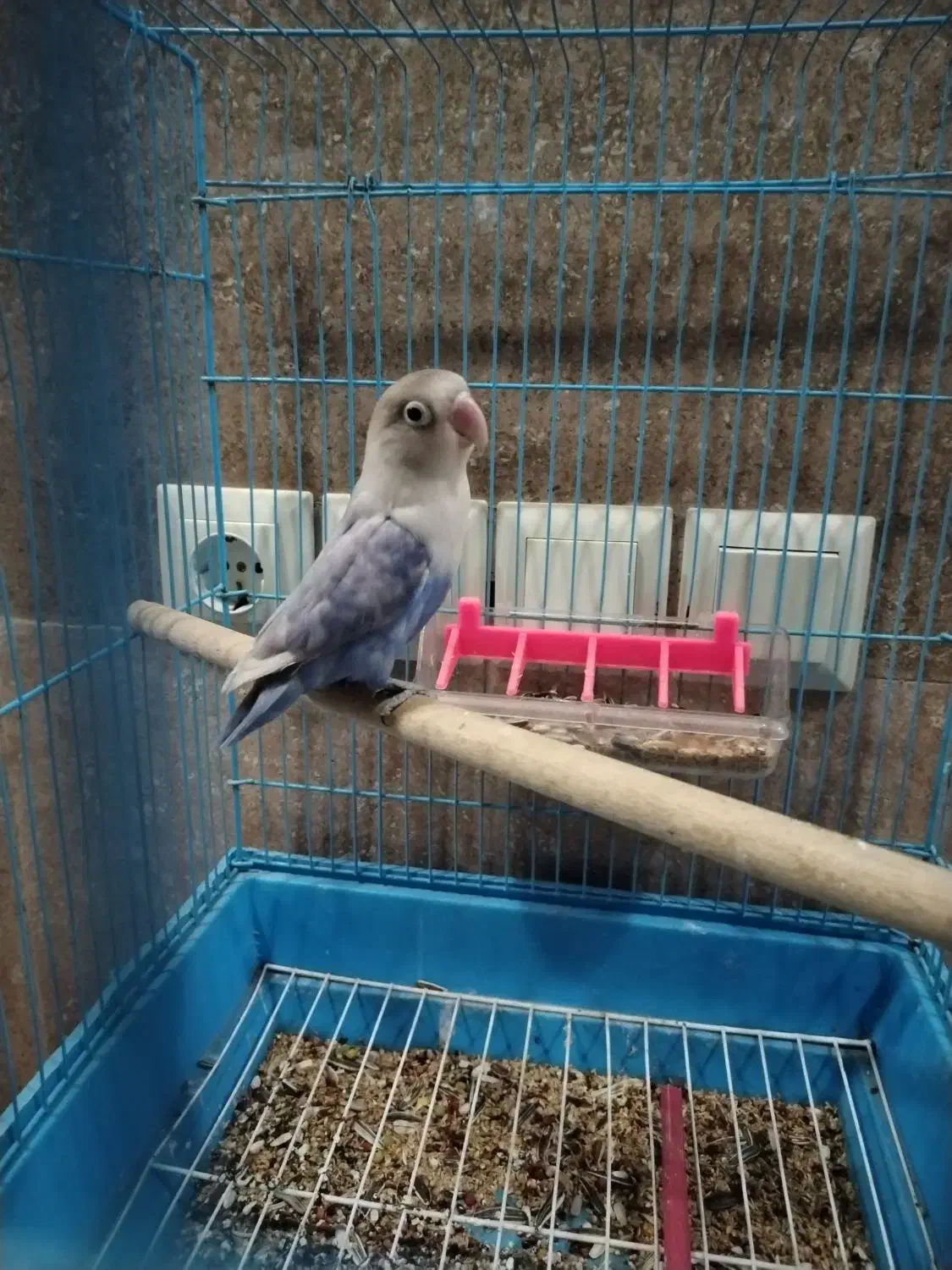 کوتوله برزیلی|پرنده|شیراز, شهرک مهرگان|دیوار