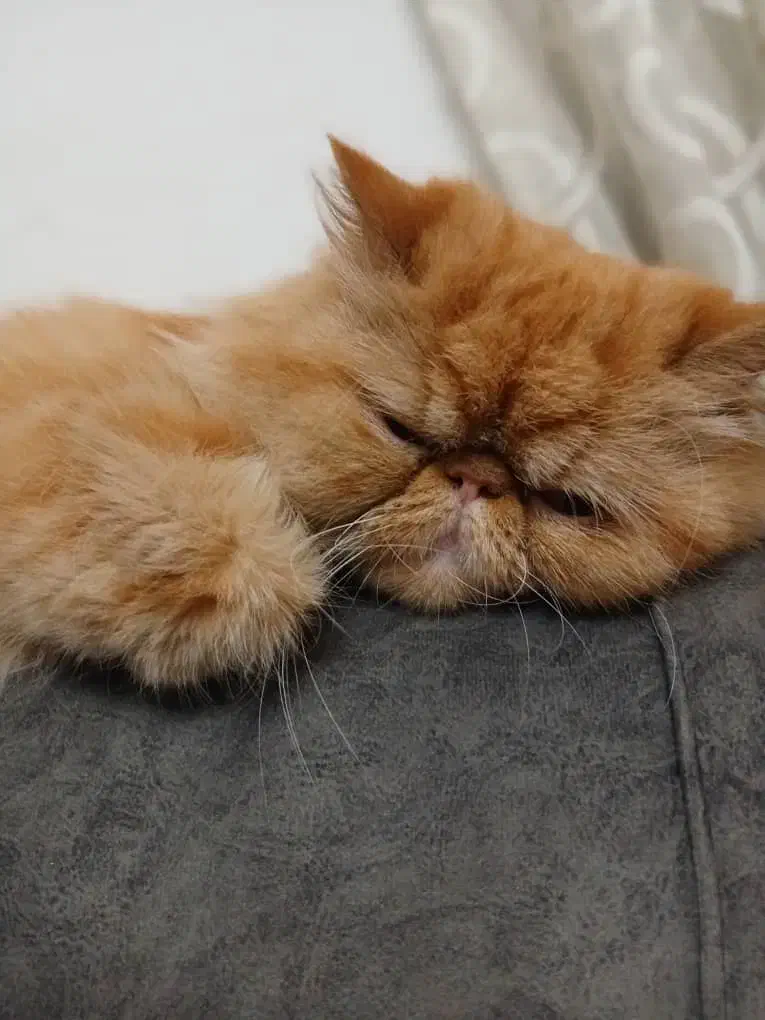 پرشین سوپر فلت گلد|گربه|رشت, کوی مهر|دیوار