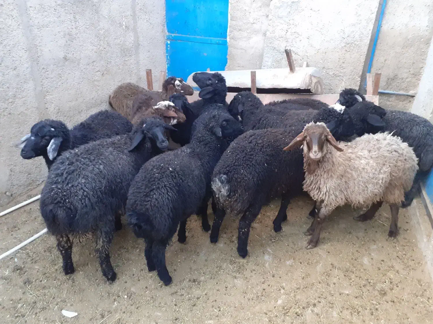 بره بره بره|حیوانات مزرعه|جوادآباد, |دیوار