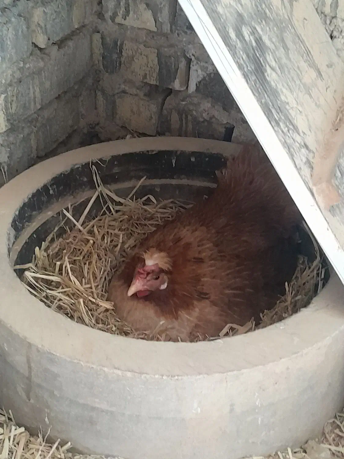 مرغ وخروس|حیوانات مزرعه|حمیدیه, |دیوار