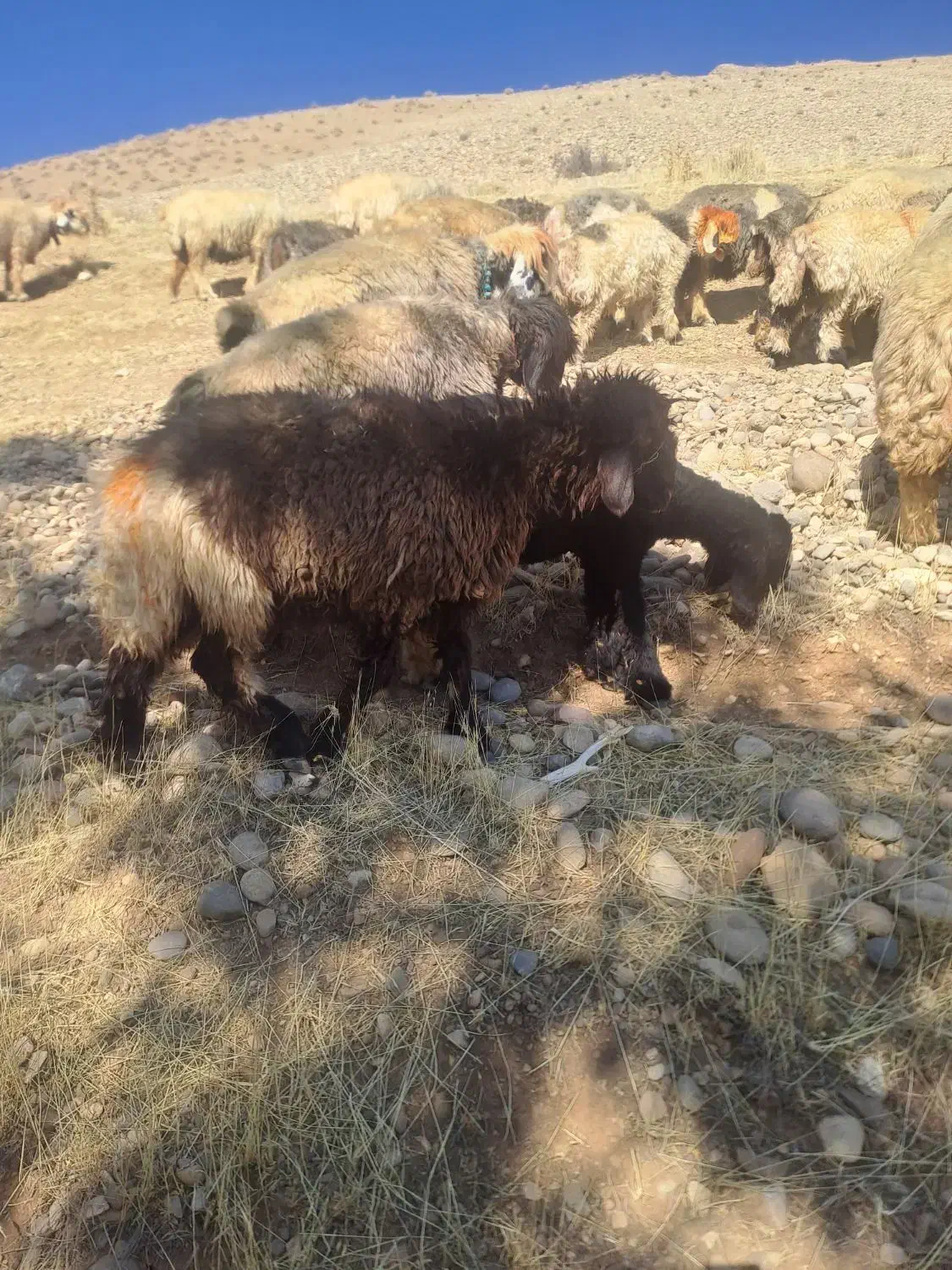 کوه ماده بختیاری|حیوانات مزرعه|اردل, |دیوار