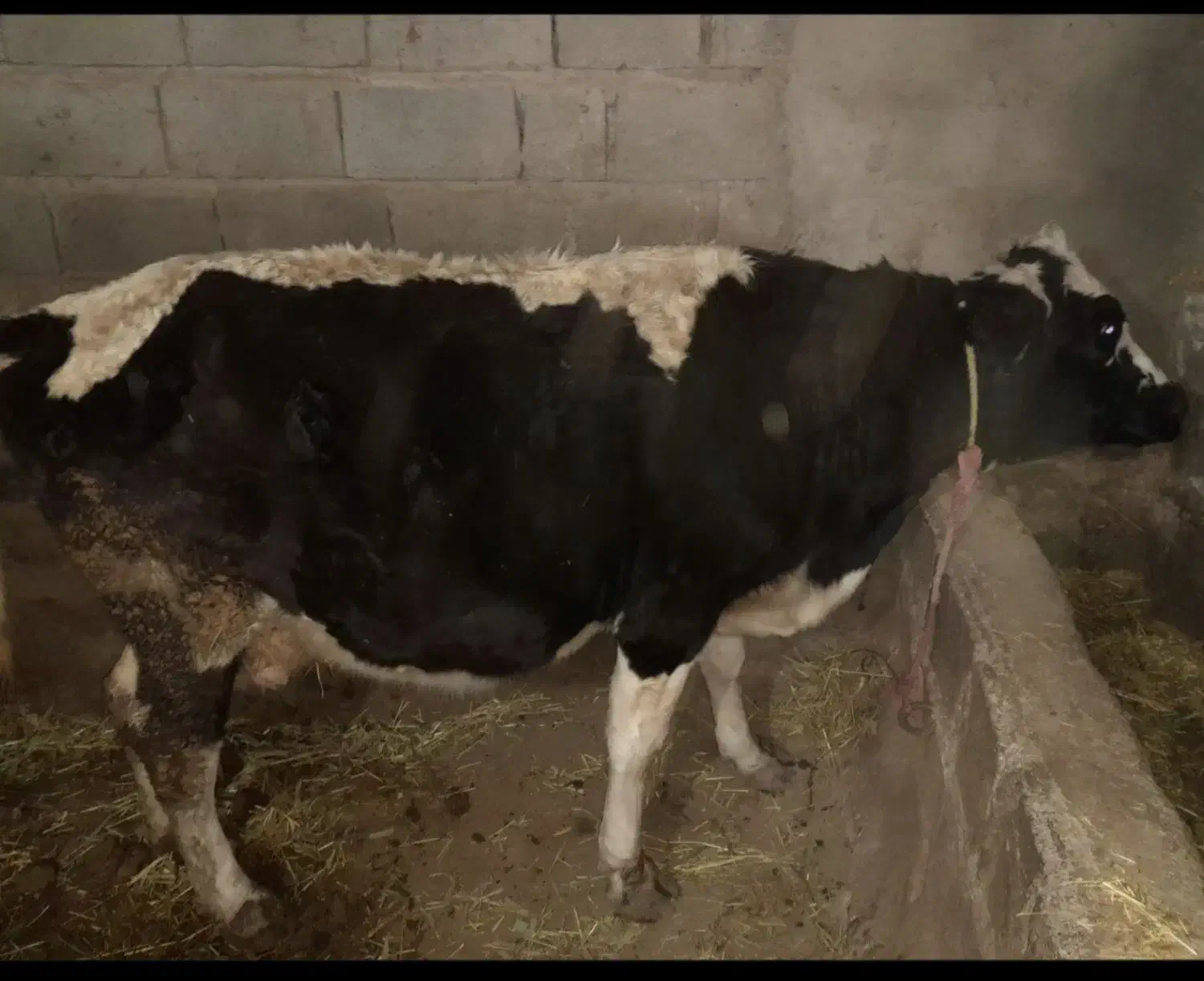 گاو آبستن شش ماه و دوتاگوساله ماده مناسب|حیوانات مزرعه|مشگین شهر, |دیوار