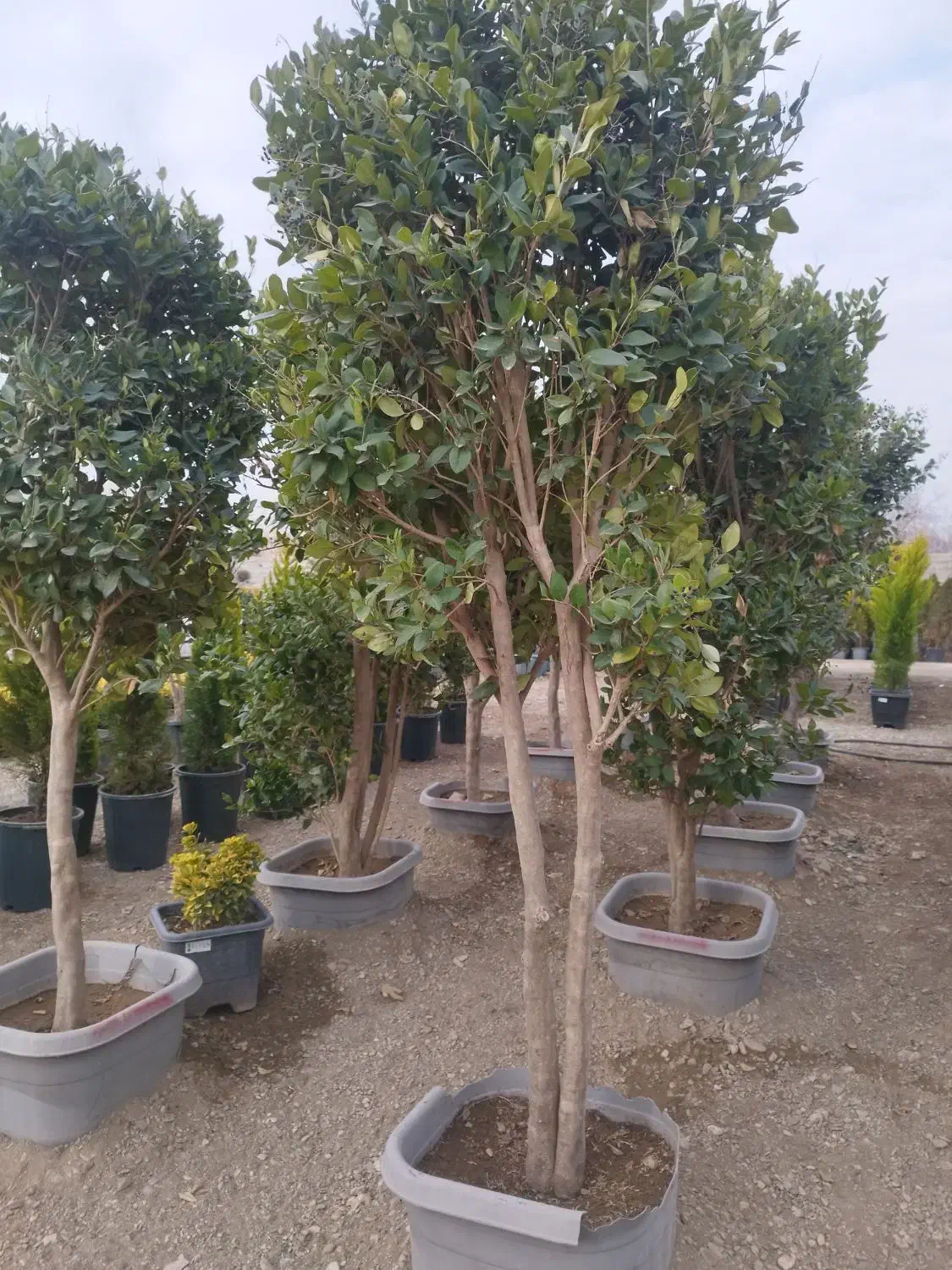 حراج گل وگیاه|گل و گیاه طبیعی|چهارباغ, |دیوار