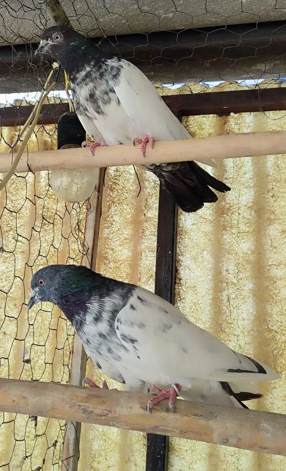 کفتر|پرنده|تهران, سیروس|دیوار