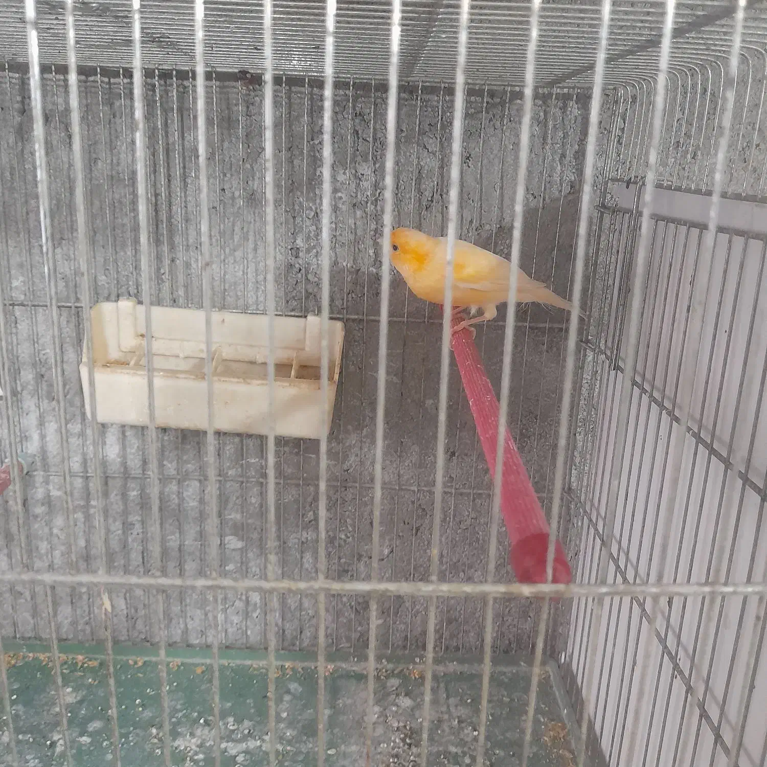 قناری|پرنده|دامغان, |دیوار